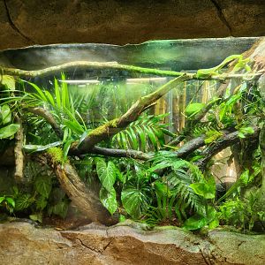 Red-tailed Racer exhibit