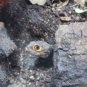 Red-eyed Crocodile Skink