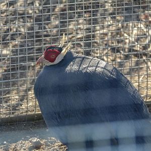 Blue Eared Pheasant(2022)