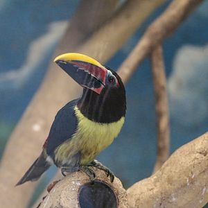 Green Aracari(2022)