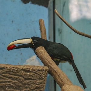 Black-necked Aracari(2022)
