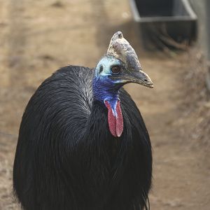 Southern Cassowary