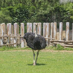 Common Ostrich