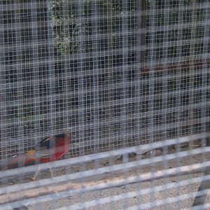 Golden Pheasant（2021）