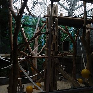 White-naped mangabey indoor enclosure