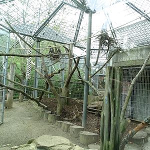 White-naped mangabey outdoor enclosure
