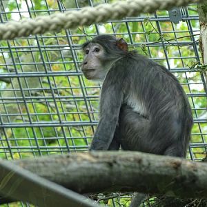 White-naped mangabey (Cercocebus atys lunulatus)