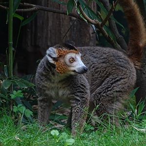 Crowned lemur (Eulemur coronatus)