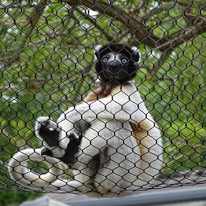 Crowned sifaka (Propithecus coronatus)
