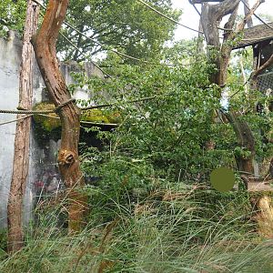 Siamang exhibit, 2023-09-24