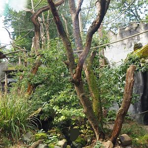 Siamang exhibit, 2023-09-24