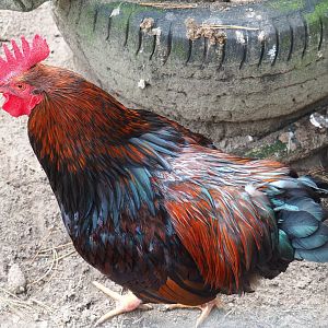 Barnevelder rooster (Gallus gallus domesticus), 2023-09-24