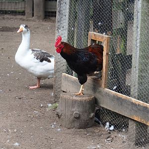 Barnevelder rooster (Gallus gallus domesticus) and Twentse Landrace goose (Anser anser domesticus), 2023-09-24