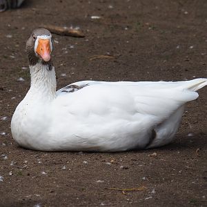 Twentse Landrace goose (Anser anser domesticus), 2023-09-24