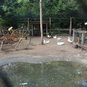 Petting zoo area - Twentse Landrace goose aviary, 2023-09-24