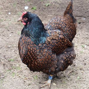 Barnevelder chicken (Gallus gallus domesticus), 2023-09-24