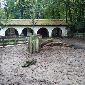 Petting Zoo area - Bentheim black pied pig paddock, 2023-09-24