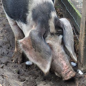 Bentheim black pied pig (Sus domesticus), 2023-09-24