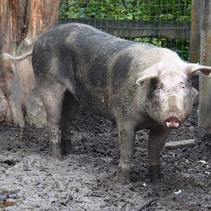 Bentheim black pied pig (Sus domesticus), 2023-09-24