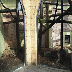 Sunda pig-tailed macaque exhibit viewing windows, 2023-09-24