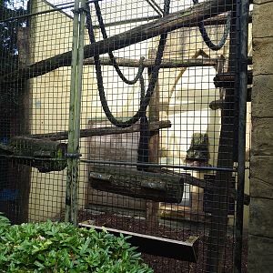 Sunda pig-tailed macaque exhibit, 2023-09-24