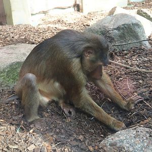 Sunda pig-tailed macaque (Macaca nemestrina), 2023-09-24