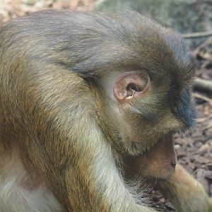 Sunda pig-tailed macaque (Macaca nemestrina), 2023-09-24