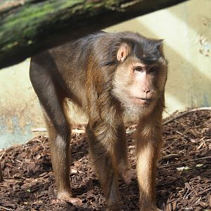 Sunda pig-tailed macaque (Macaca nemestrina), 2023-09-24