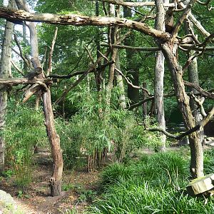 Red panda exhibit, 2023-09-24
