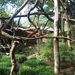 Red panda exhibit, 2023-09-24