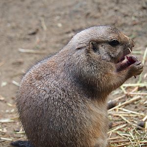 Black-tailed prairie dog (Cynomys ludovicianus), 2023-09-24