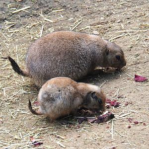 Black-tailed prairie dogs (Cynomys ludovicianus), 2023-09-24