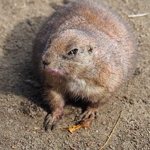 Black-tailed prairie dog (Cynomys ludovicianus), 2023-09-24