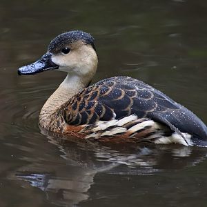 Wandering whistling duck (Dendrocygna arcuata)