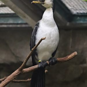 Little pied cormorant (Microcarbo melanoleucos)