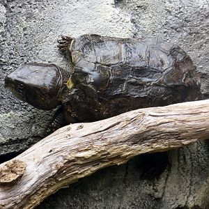Chinese big-headed turtle