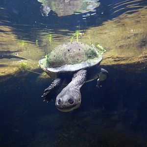 Roti Island snake-necked turtle