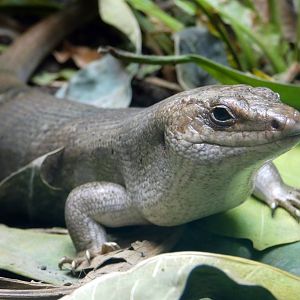 Round Island skink