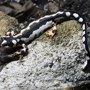 Kaiser's spotted newt
