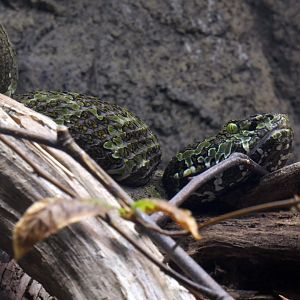 Mangshan pit viper