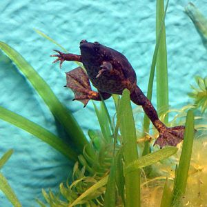 Lake Oku clawed frog