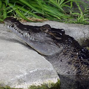Philippine crocodile