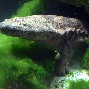 Chinese giant salamander