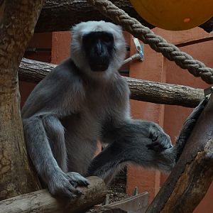 Grey langur (Semnopithecus entellus)