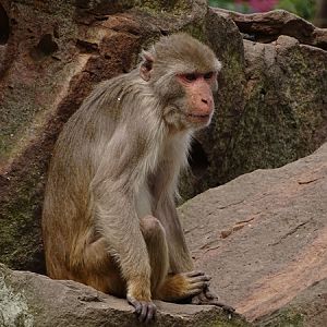 Rhesus macaque (Macaca mulatta)