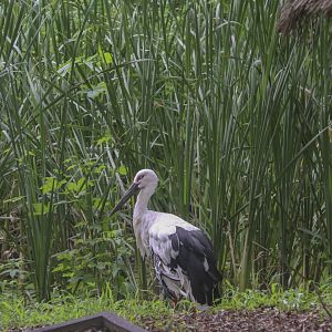 oriental stork