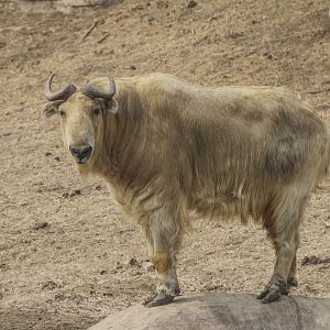 golden takin