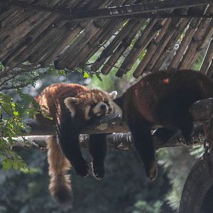 red panda