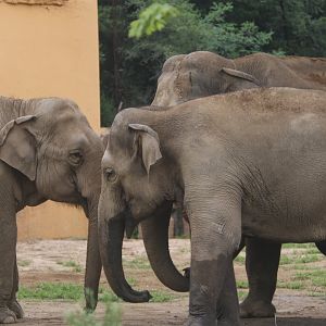 The Asian Elephant Family(2021)