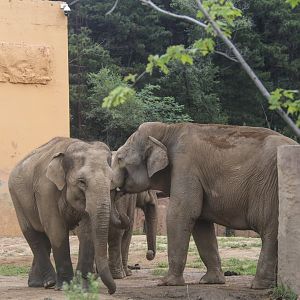 The Asian Elephant Family(2021)